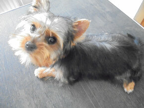 YORKSHIRE TERRIER - 4