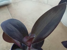 Tradescantia purple hearts 1ks/2,50€+posta - 4