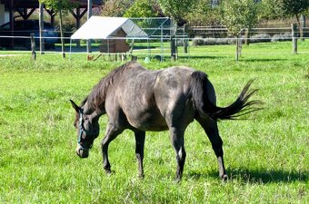 Homozygotná roan quarter horse kobyla - 4