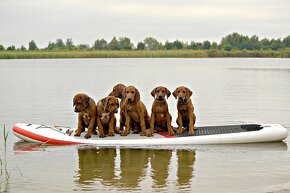 Šteniatka rodézskeho ridgebacka FCI - 4