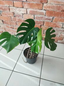 Monstera - 4