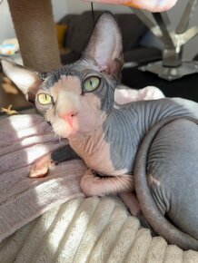 Sphynx - 4