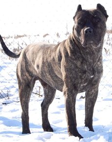 Presa canario - 4