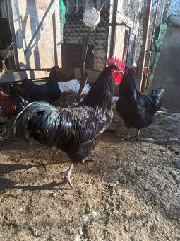 Leghorn, Australorpka, Marans medenokrky kohút - 4