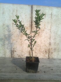 Vtáčí zob  - Ligustrum vulgare Atrovirens - živý plot - 4