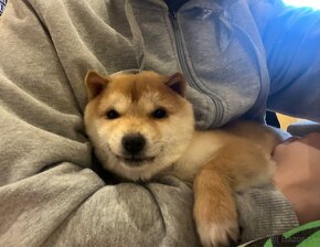 Shiba Inu - 4