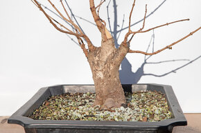 bonsai, bonsaj Javor Poľný - 4