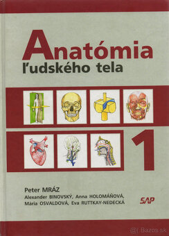 Anatómia pre študentov medicíny - 4