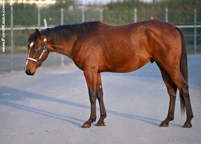 Mladý valach QH - 4