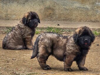 Leonberger s PP - 4