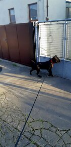 Cane Corso s PP šteniatka - 4