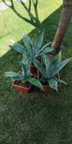 Kaktus AGAVE - 4