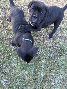 Predám šteniatka Cane Corso - 4