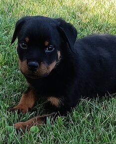 Rotvajler , Rottweiler- psík. - 4