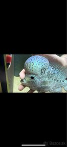 king kamfa blue pearl Flowerhorn samec TOP - 4