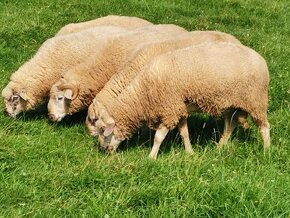 Predám plemenné baran, barany z farmového BIO chovu - 4