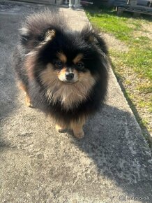 Pomeranian fenka - 4