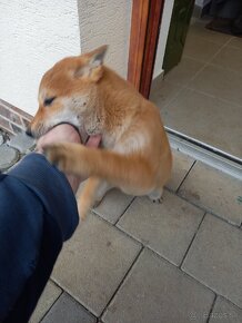 Shiba inu - 4