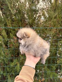 Špic Pomeranian psík - 4