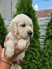 Zlaty retriever - 4