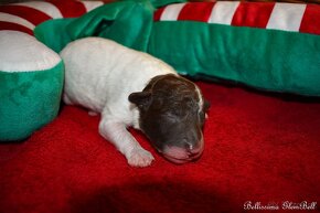 Lagotto Romagnolo s PP - 4