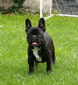 Francúzsky buldoček s PP/French bulldog - 4