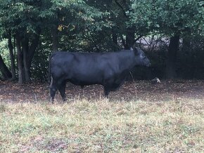 Plemenný Býk Aberdeen Angus - 4