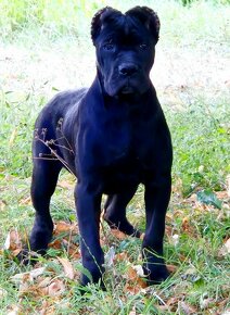 Cane Corso s PP - 4