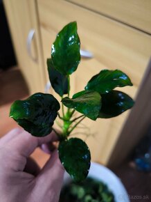 Anubias nana - 4