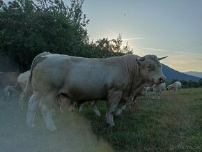 Charolais - 4