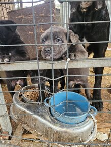 Cane Corso - 4