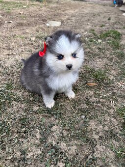 Pomsky / Pomeranian / Husky - 4