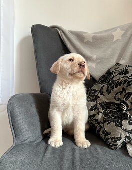 Šteniatka labrador na odber - 4