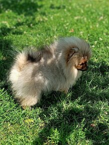 Pomeranian - 4