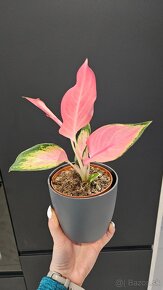 Aglaonema pink star - nadherna unikatna izbova rastlina - 4