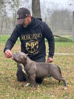 American Bully Pocket - 4