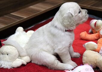 Zlatý retriever/ Golden retriever - 4