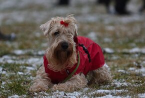 Štěně - Irish Soft Coated Wheaten Terrier - 4