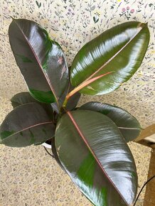 Ficus Elastica pink camouflage - 4