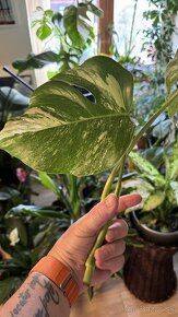 Monstera deliciosa ‘Albo-Variegata’ - 4