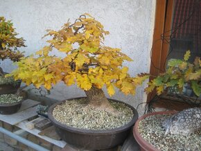 bonsai,bonsaj-DUB JESEN 34 - 4