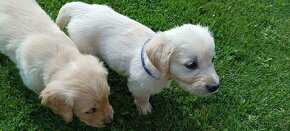 Šteniatka Golden Retriver, Zlatý Retriever - 4