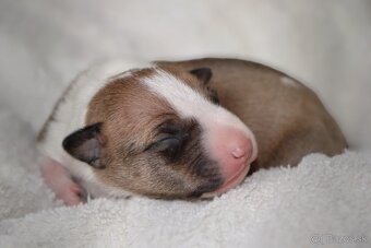 Mini bulterier / Miniature Bullterrier - rezervácia - 4