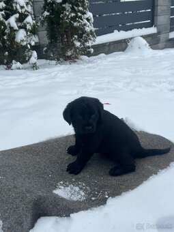 Šteniatka labradorského retrievera na predaj - 4