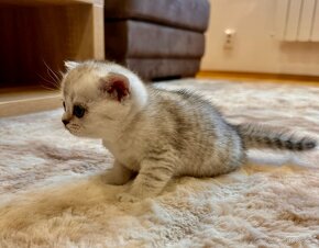 Škótska klapouchá mačka, scottish fold/straight s PP - 4