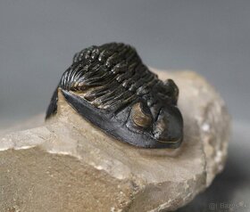 Trilobit s dokonalými očami - Fosilia - 5,3 cm - 4