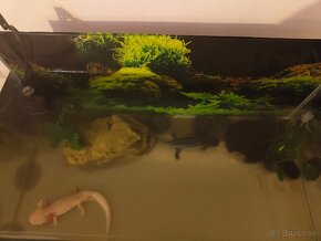 Axolotl mexicky - 4