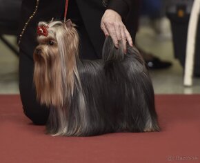 YORKSHIRE TERRIER s PP rodokmenom - yorkshirsky terier - 4