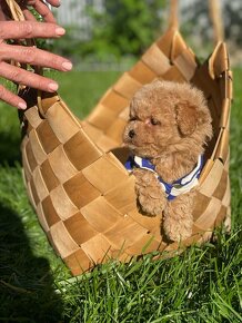 ❤️ Mini premium poochon / bischpoo steniatko - 4