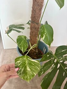 Monstera Albo - rastlina 70cm - 4